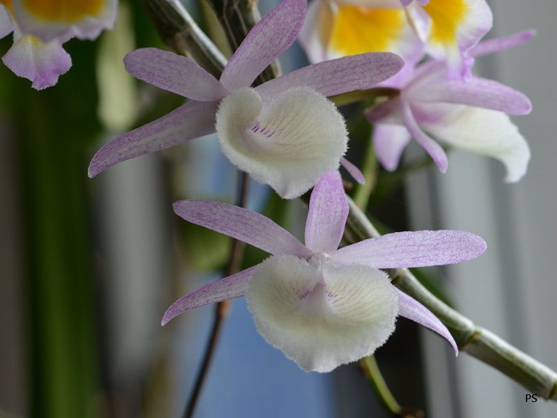  photo Dendrobiumprimulinum-06.jpg