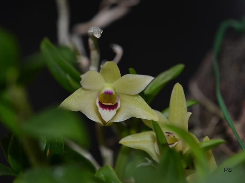  photo Dendrobiumscoriarum-05.jpg
