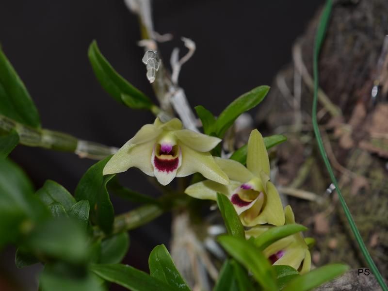  photo Dendrobiumscoriarum-06.jpg