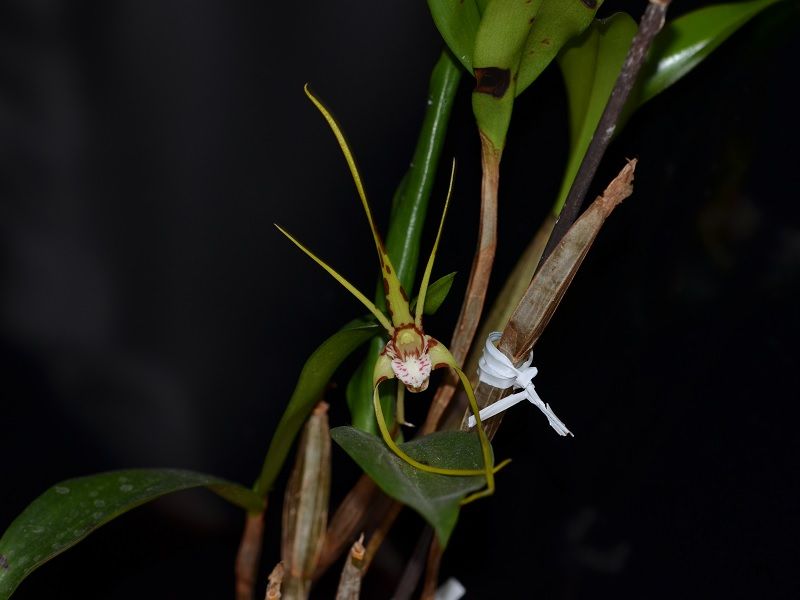  photo Dendrobiumtetragonum-01.jpg