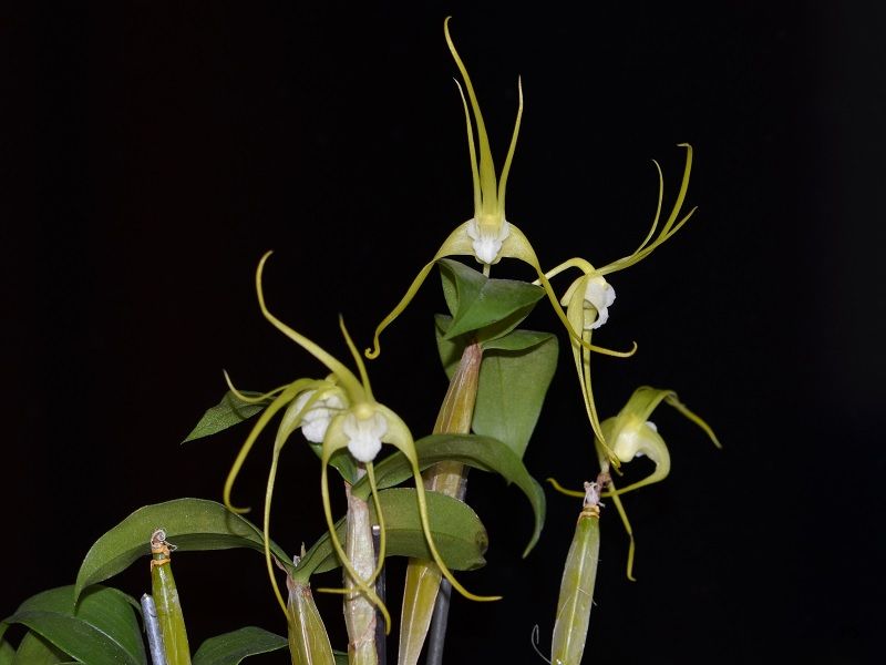  photo Dendrobiumtetragonumvaralba-01.jpg