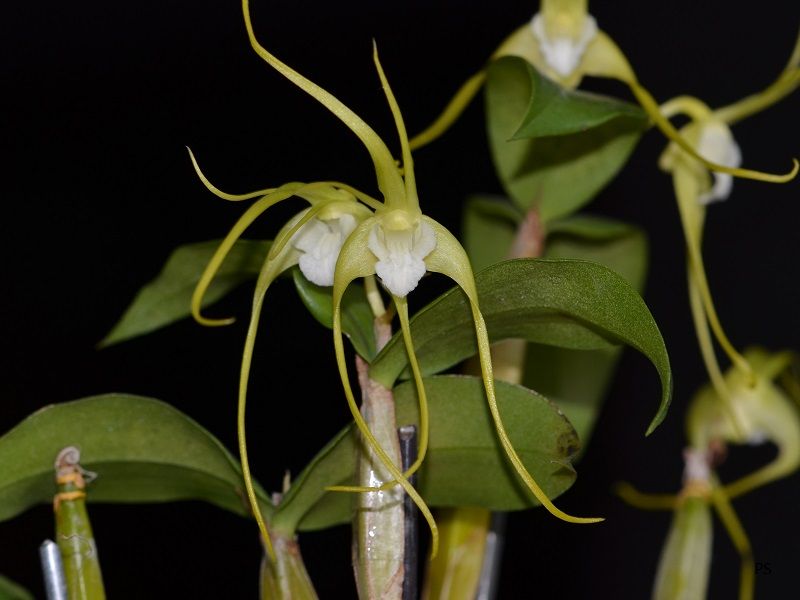  photo Dendrobiumtetragonumvaralba-02.jpg