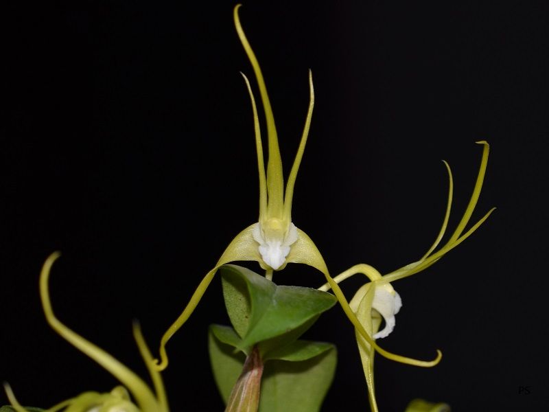  photo Dendrobiumtetragonumvaralba-03.jpg