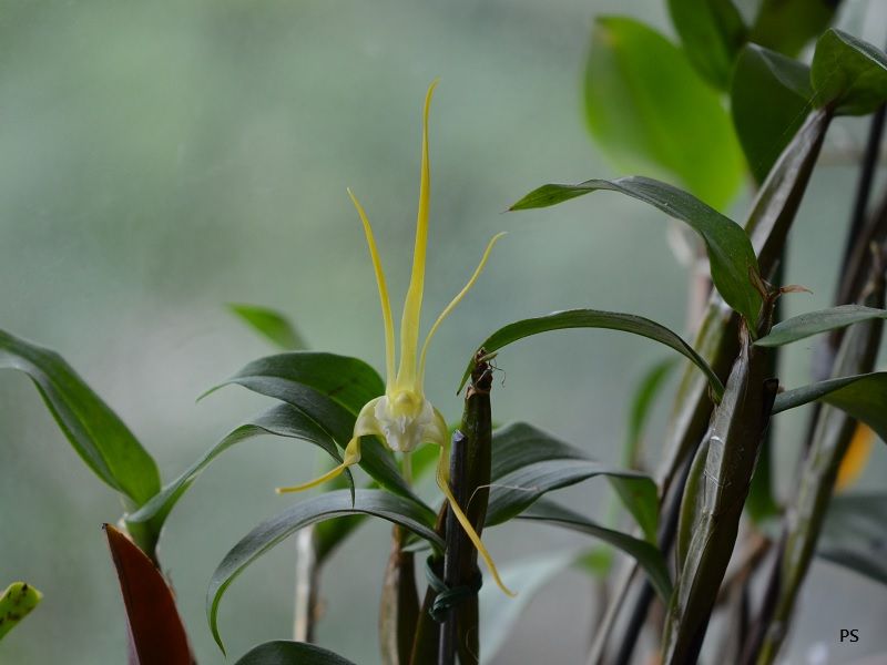 photo Dendrobiumtetragonumvaralba-04.jpg