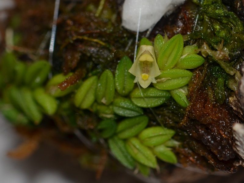  photo Dendrobiumtoressae-04.jpg