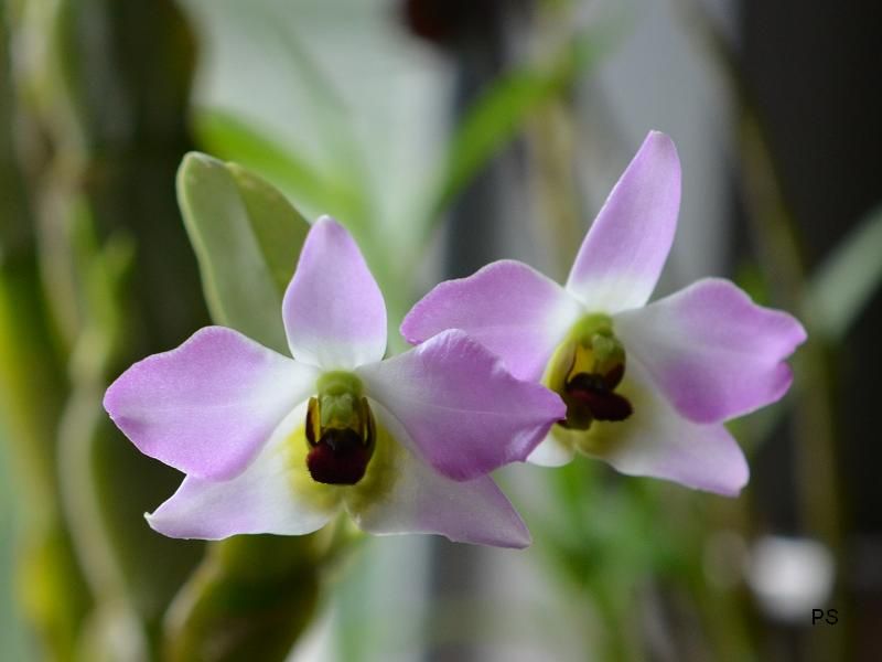  photo Dendrobiumtrantuanii-A02.jpg