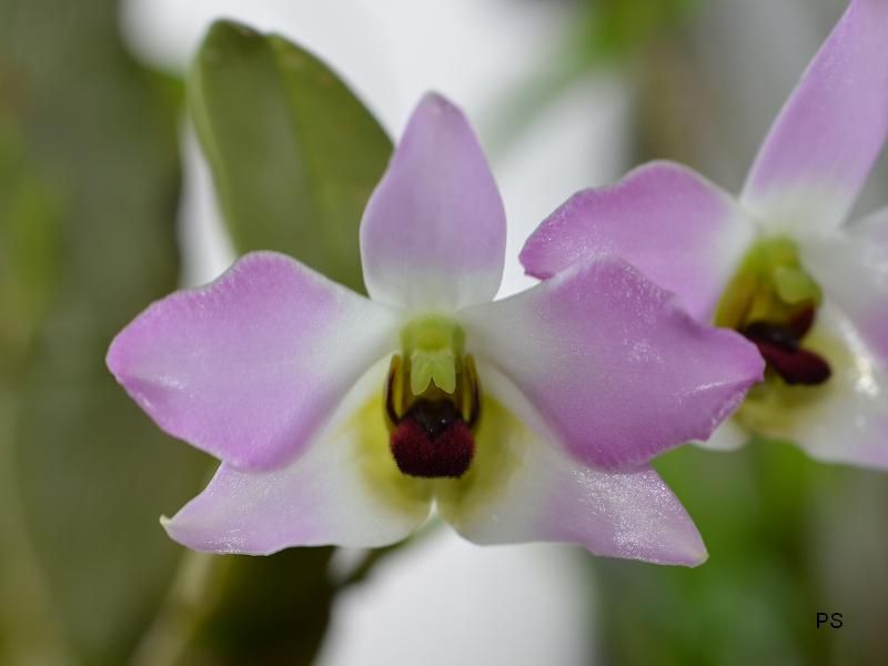  photo Dendrobiumtrantuanii-A04.jpg