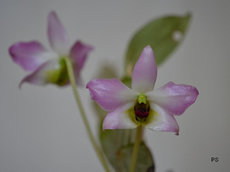  photo Dendrobiumtrantuanii-A05.jpg