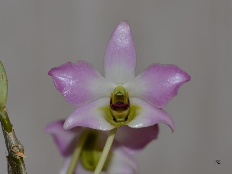  photo Dendrobiumtrantuanii-A06.jpg