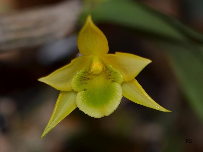  photo Dendrobiumtrigonopus-05.jpg