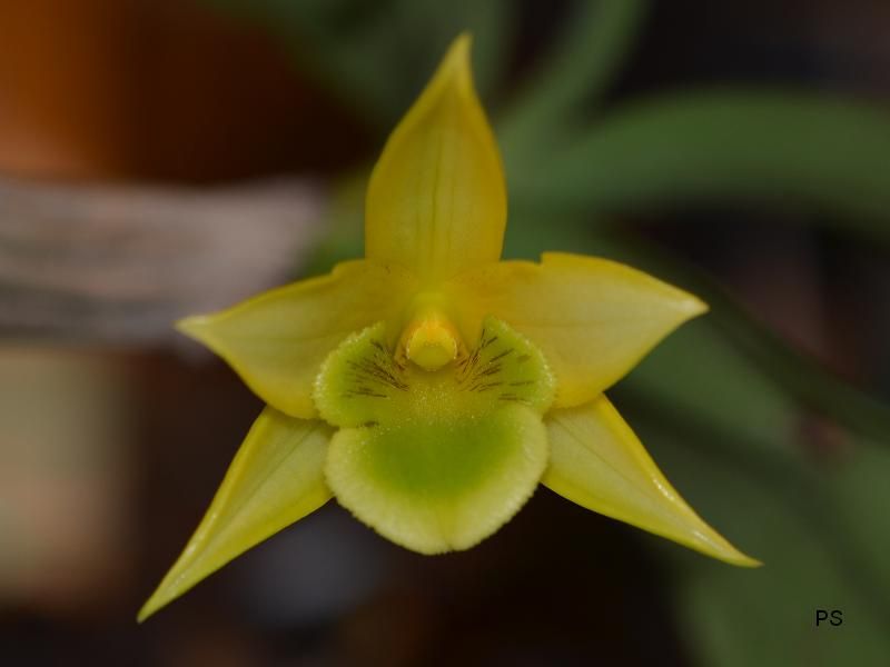  photo Dendrobiumtrigonopus-06.jpg