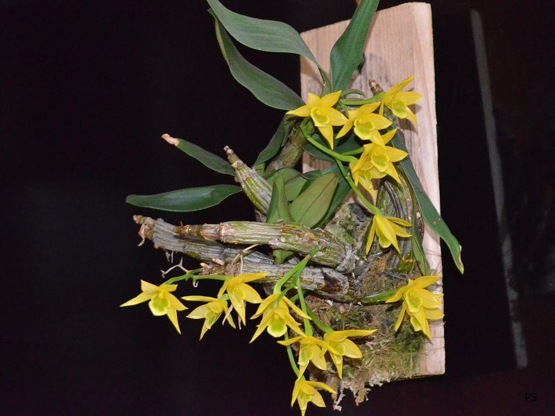  photo Dendrobiumtrigonopus-A05.jpg