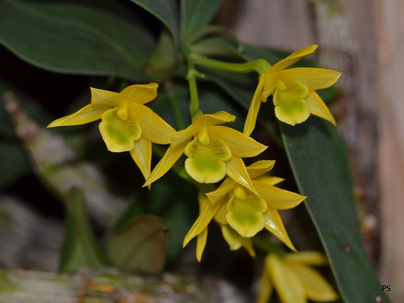  photo Dendrobiumtrigonopus-A06.jpg