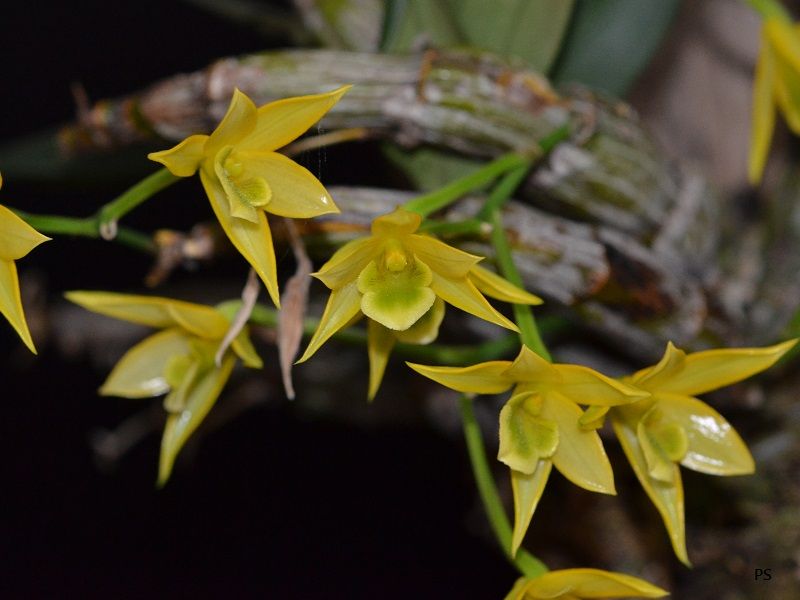  photo Dendrobiumtrigonopus-A07.jpg