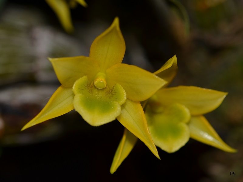  photo Dendrobiumtrigonopus-A08.jpg