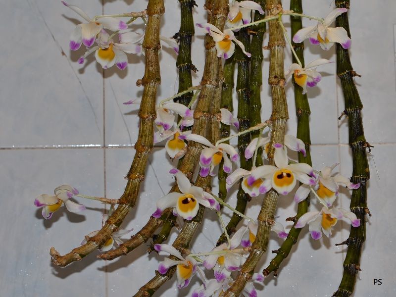  photo Dendrobiumwardianum-06.jpg