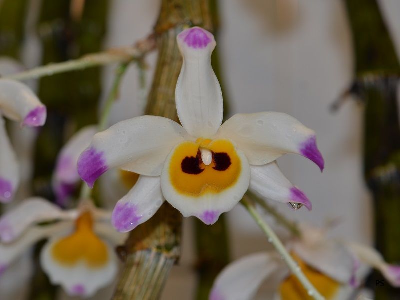  photo Dendrobiumwardianum-07.jpg