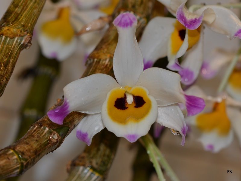  photo Dendrobiumwardianum-08.jpg