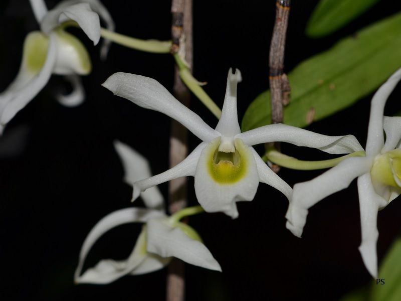 photo Dendrobiumwilsonii-01.jpg