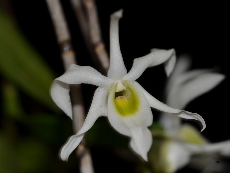  photo Dendrobiumwilsonii-02.jpg