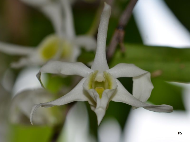 photo Dendrobiumwilsonii-03.jpg