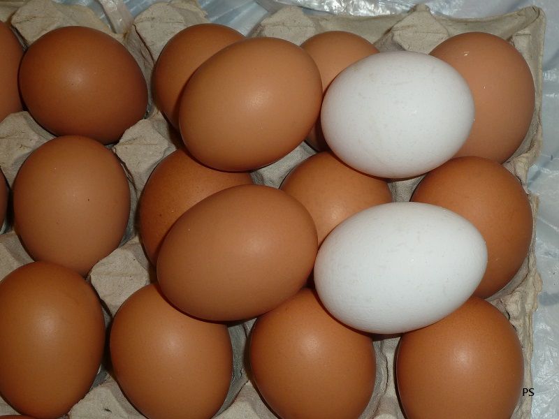  photo MegasuperMarket-Eggs-06.jpg