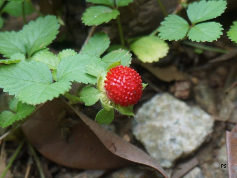  photo HKNature2013June-05.jpg