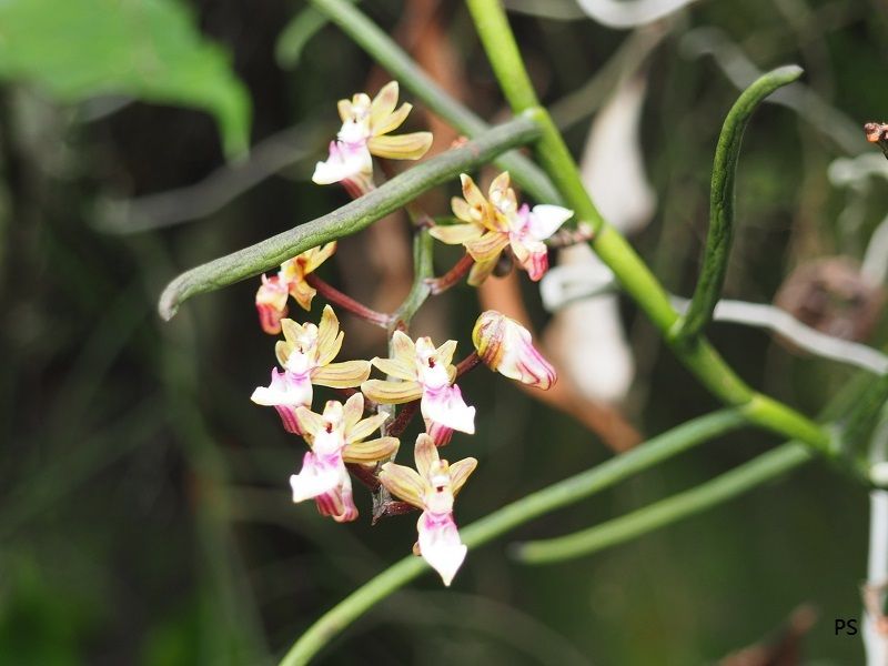  photo Kadoorie Farm-15.jpg