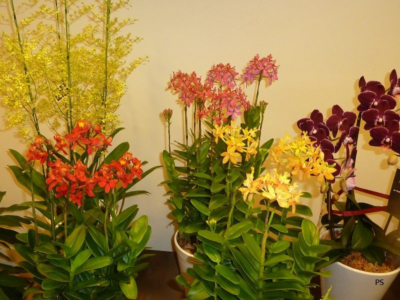  photo 4thJPECFlowerShow-03.jpg