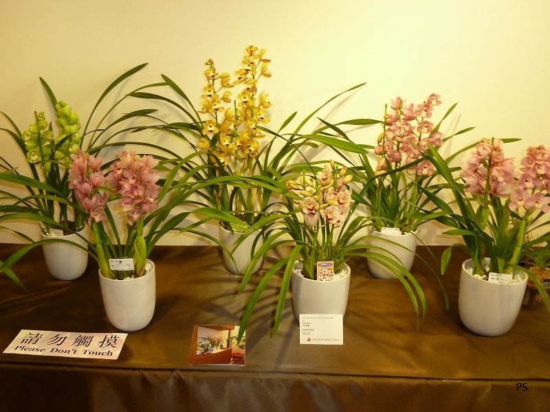  photo 4thJPECFlowerShow-05.jpg