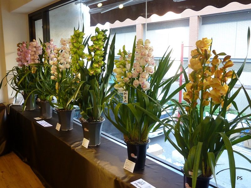  photo 4thJPECFlowerShow-06.jpg