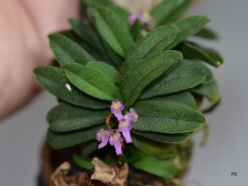  photo Schoenorchisfragrans-11.jpg