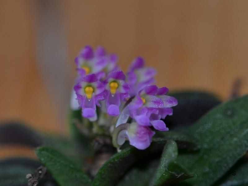  photo Schoenorchisfragrans-A02.jpg