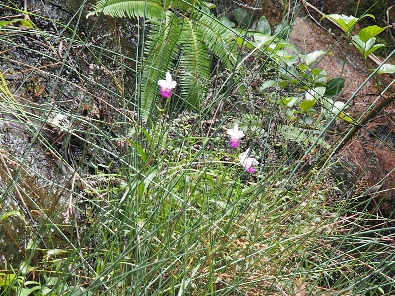  photo Arundina graminifolia-01.jpg