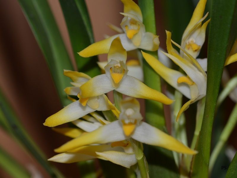  photo Maxillariaochroleuca-02.jpg