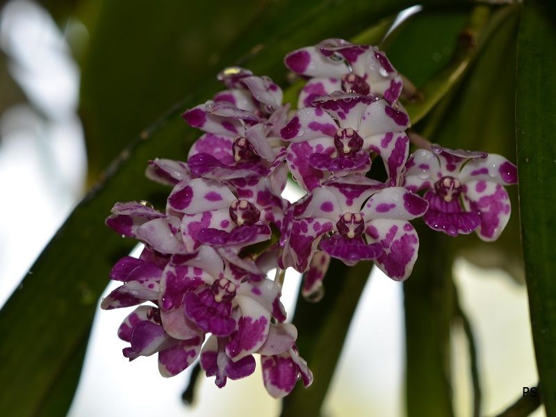  photo Rhynchostylis gigantea-02.jpg