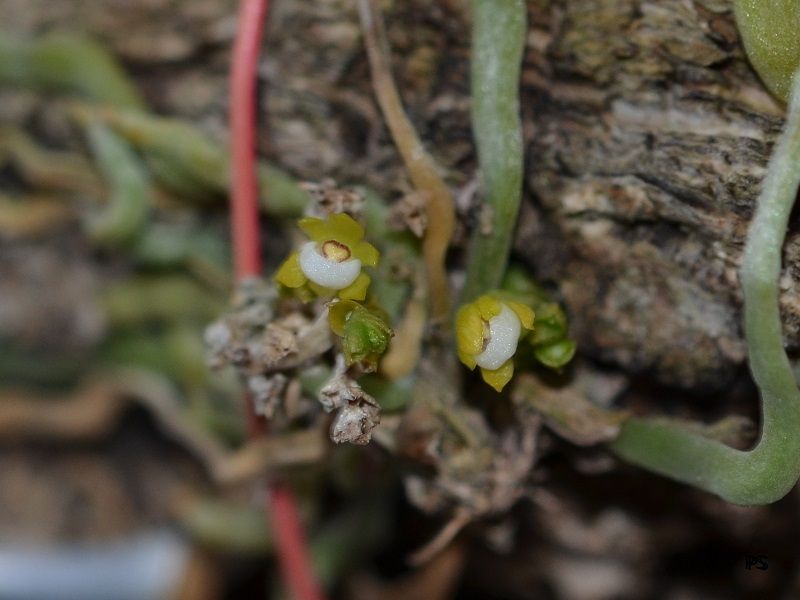  photo Taeniophyllum obtusum-A01.jpg