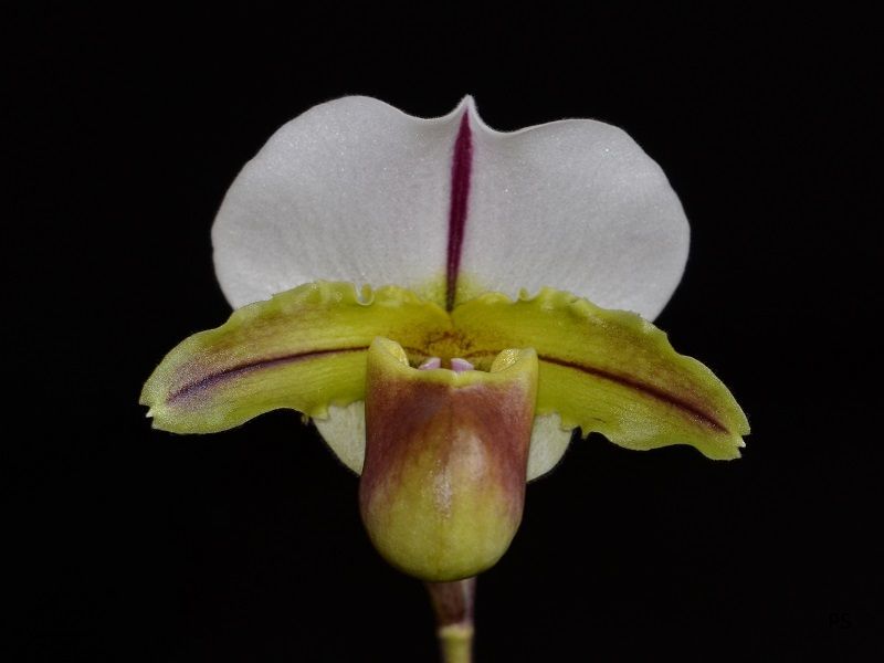  photo Paphiopedilum Bruno Model AM-AOS-02.jpg