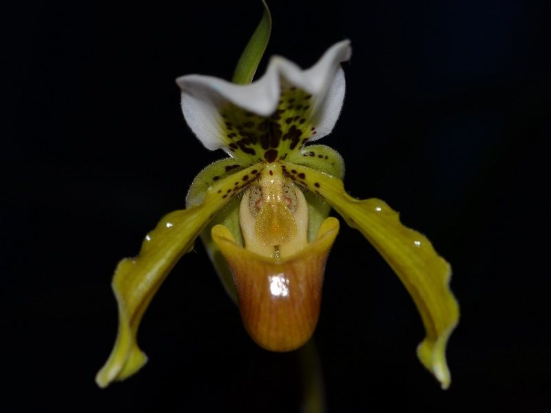  photo Paphiopedilum exul-02.jpg