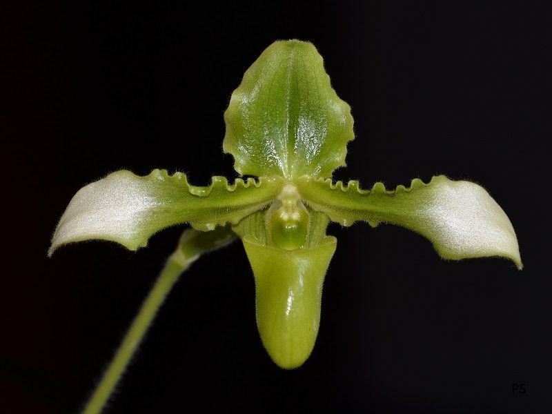  photo Paphiopedilum hirsutissimum var alba-01.jpg