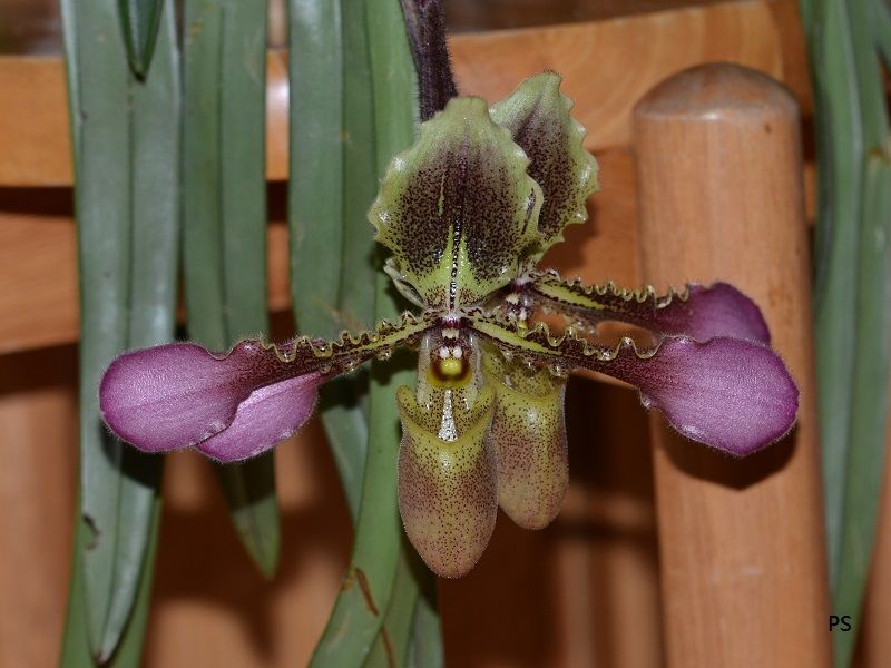  photo Paphiopedilum hirsutissimum-A01.jpg