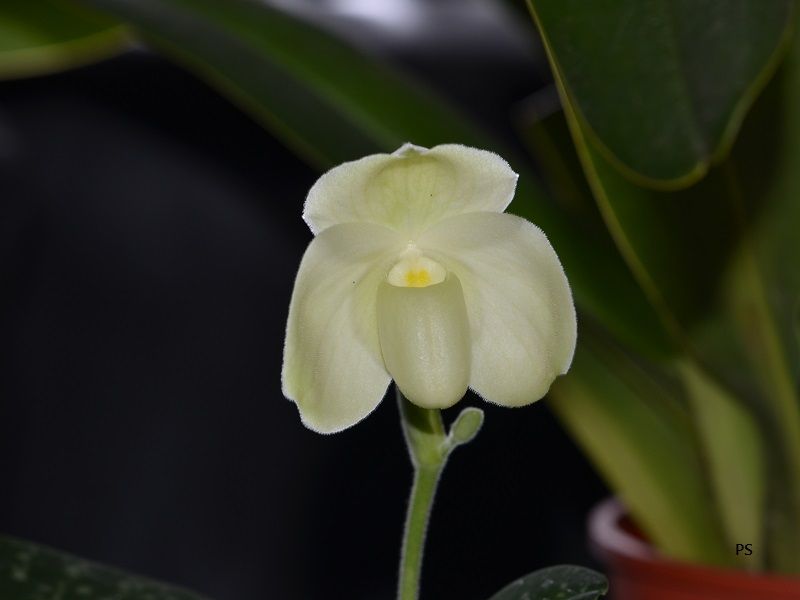  photo Paphiopedilumang-thongvaralba-02.jpg
