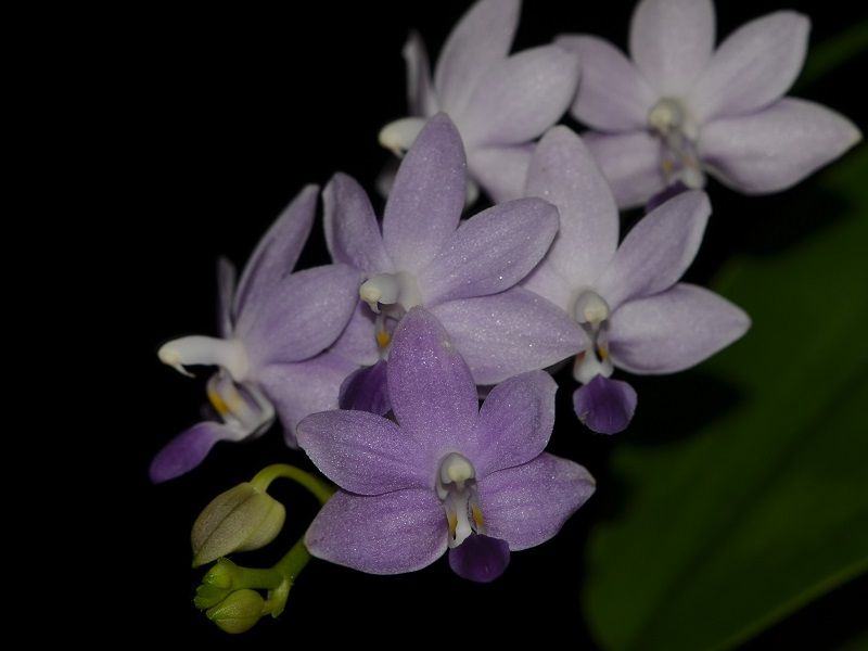  photo DoritaenopsisPurpleMartin-02.jpg