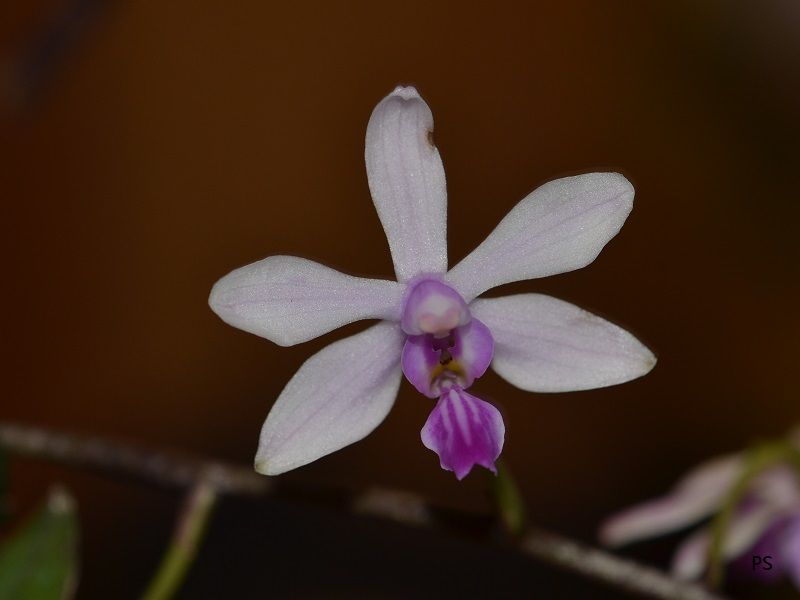  photo Phalaenopsis honghenensis-B01.jpg
