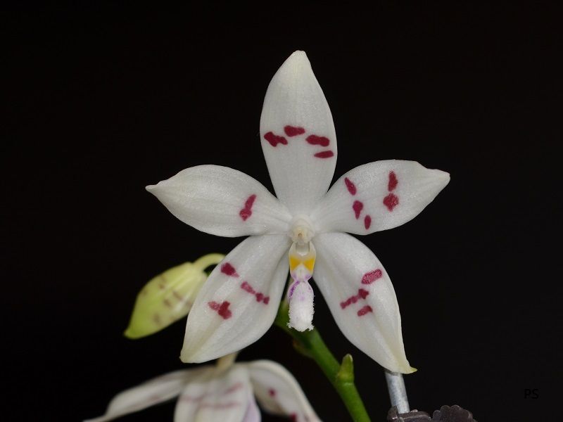  photo Phalaenopsis tetraspis-01.jpg