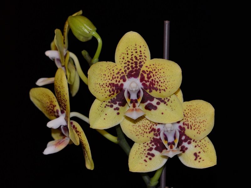  photo PhalaenopsisHybrid-F01.jpg