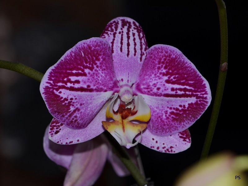  photo PhalaenopsisHybrid-G1.jpg