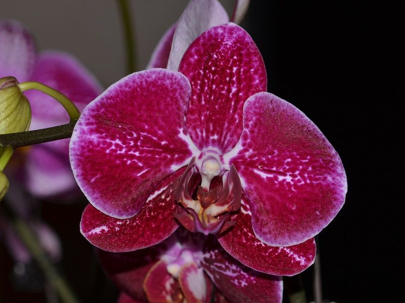  photo PhalaenopsisHybrid-G2.jpg