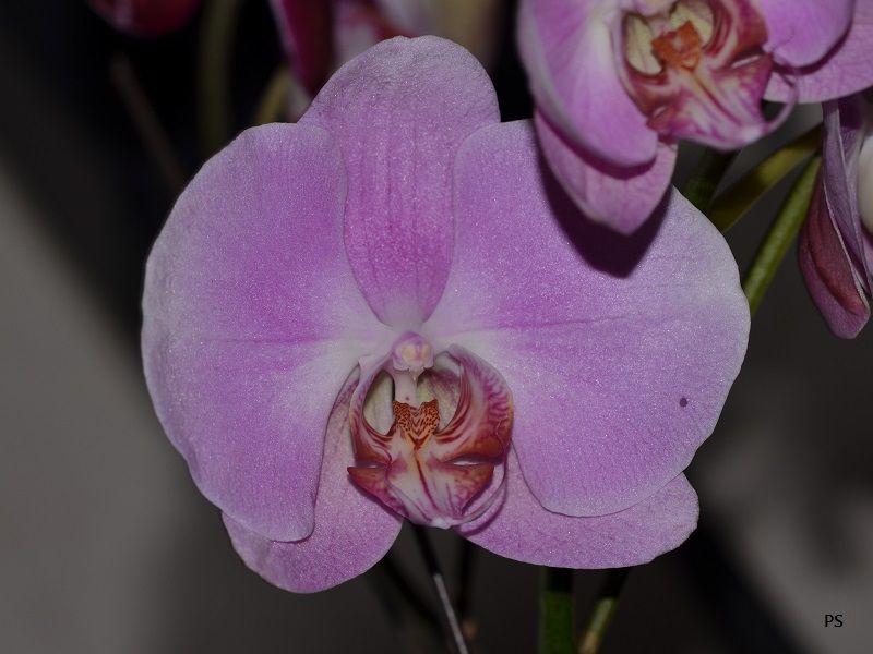  photo PhalaenopsisHybrid-G3.jpg