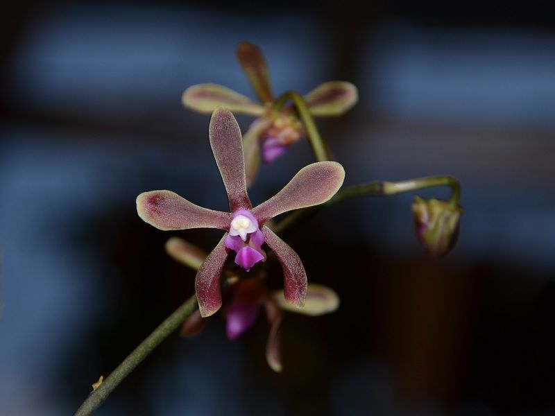  photo Phalaenopsisbraceana-01.jpg